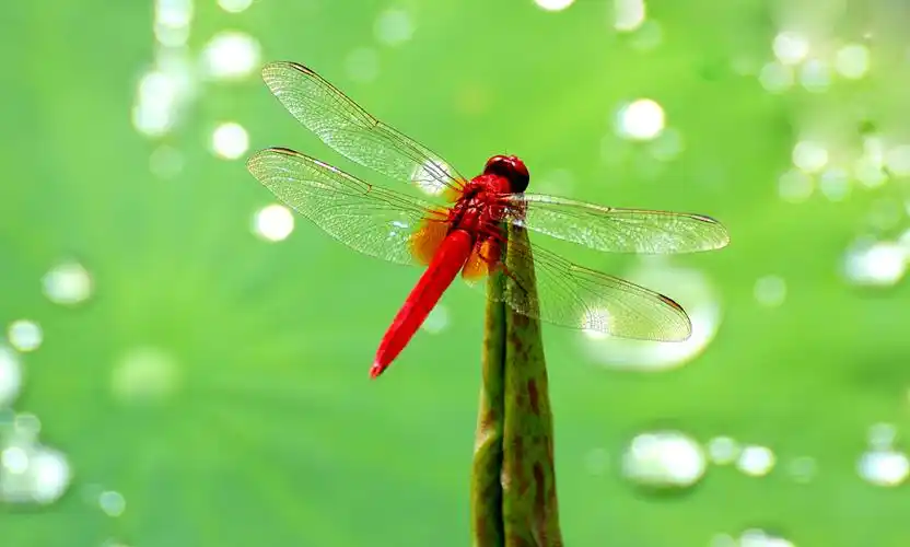 荷塘荷花开,招来蜻蜓飞.