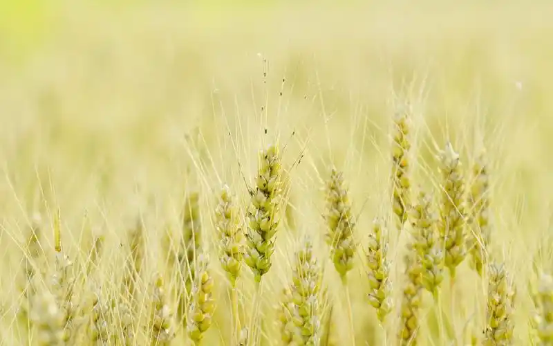 金灿灿的麦穗唯美高清桌面壁纸