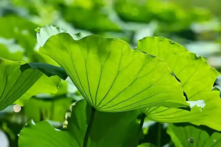 夏至,荷叶消暑保清凉_备用_冬菇_功效