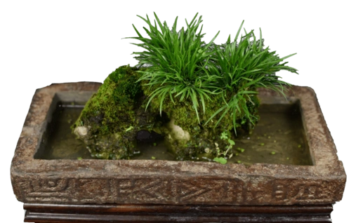 藏文科普东坡先生的心头好千年灵草石菖蒲