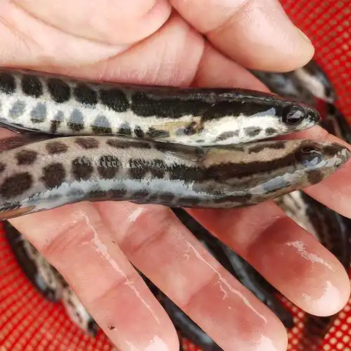 黑鱼苗纯种黑鲩淡水养殖食用乌鱼苗乌鳢生鱼苗小鱼苗批 发活鱼苗 黑