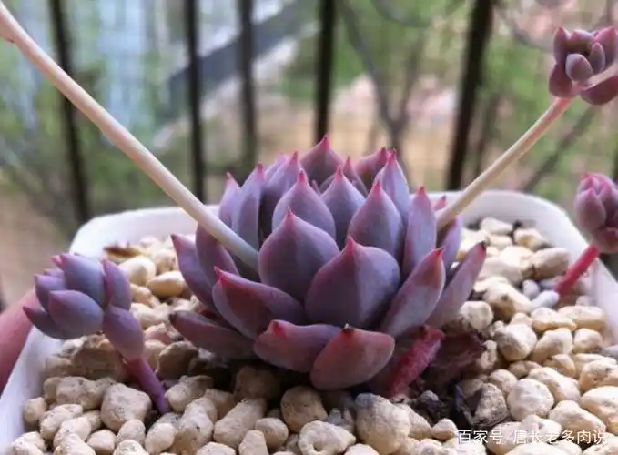 世人都说粉蔓和子持白莲是同一种多肉,而我养过才发现它们有区别