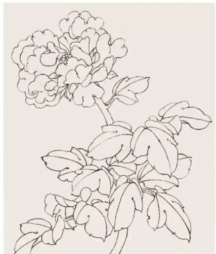 105*国画白描牡丹着色分染