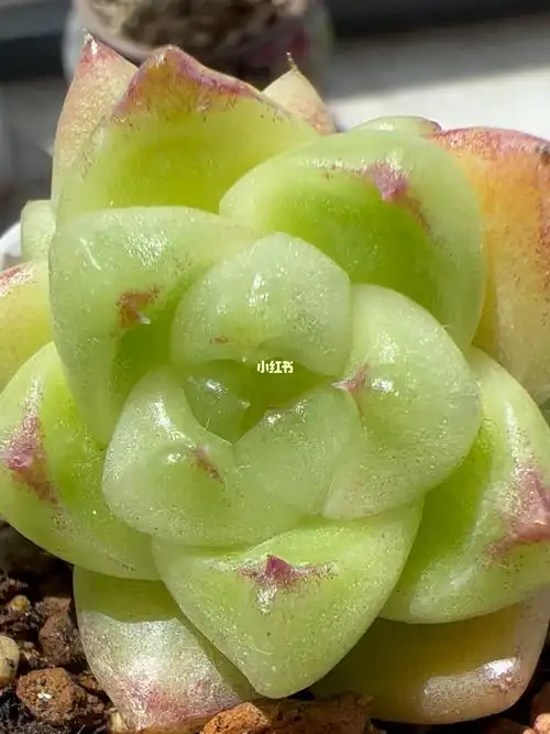 珍妮质感的石英杂