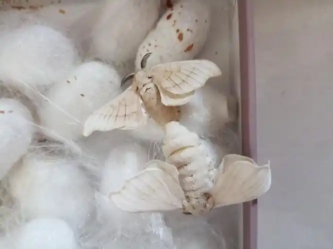 蚕宝宝饲养日记