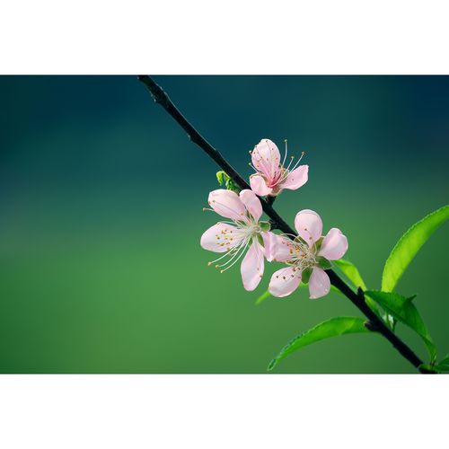 原创花草图片-粉红桃花(4张) 春天大自然素材/高清组图片原图