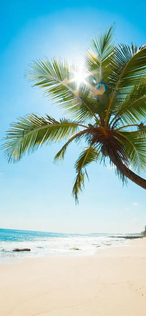 棕榈树,海滩,海洋,阳光,热带,蓝天 iphone 壁纸