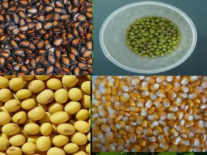 观察种子的结构ppt