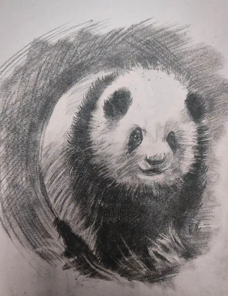 黑白配,熊猫详细绘画过程 - 抖音