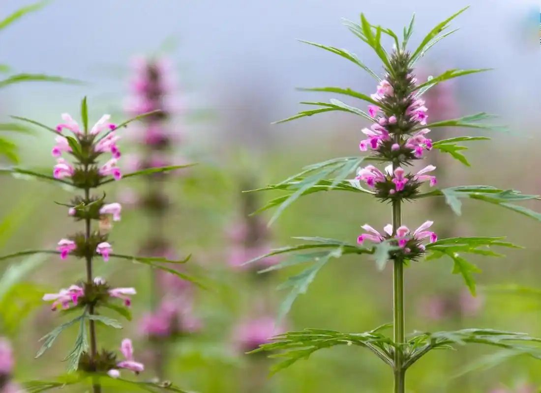 带你认识一种常见的草药——益母草③  虽然益母草的功效很广泛,但是