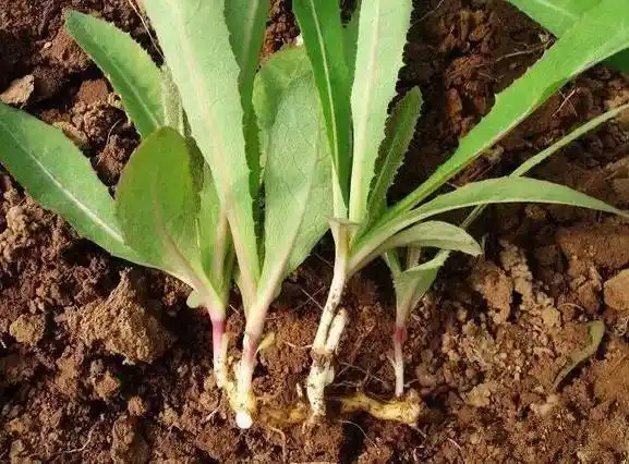 农村老家可以治百病的药物苦苦菜