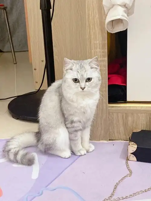 给猫找男朋友已经成年了银渐层有公猫看上的私聊愉快愉快佛山狮山附近