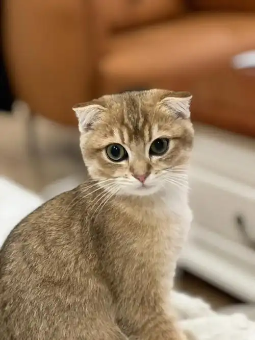 折耳金渐层不长肉