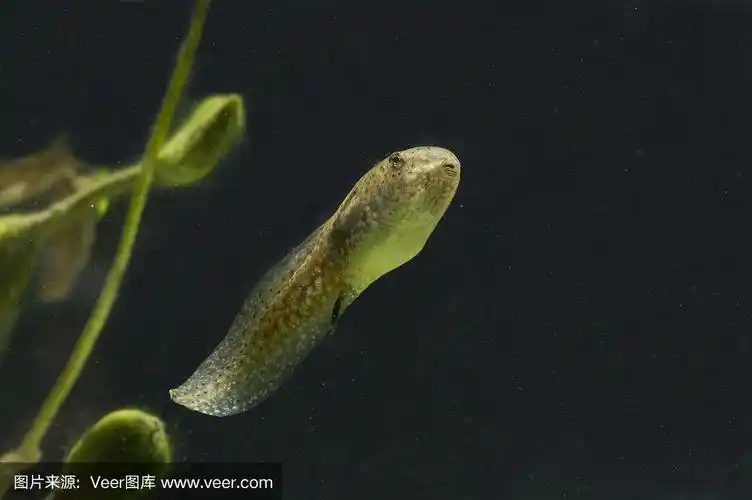 牛蛙蝌蚪(蛙蛙)