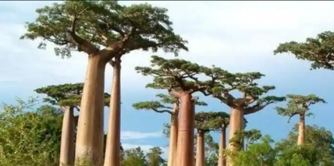 【转角遇见.植物之家】笑树