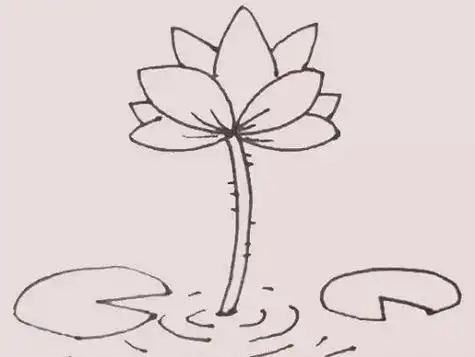 荷花简笔画简单好看图片荷花简笔画带颜色画法