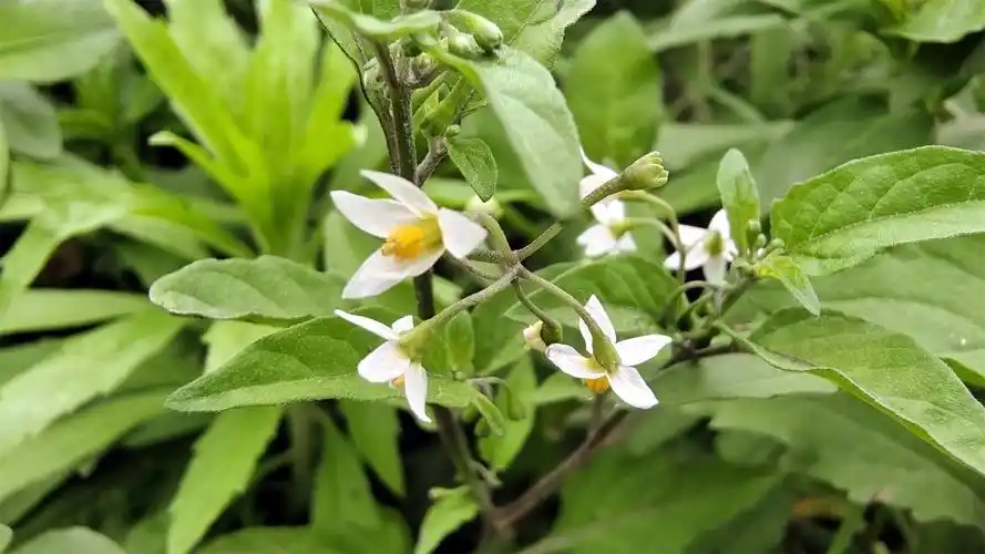 美丽吉安之赏花系列:娇小玲珑的龙葵花 - 上游新闻