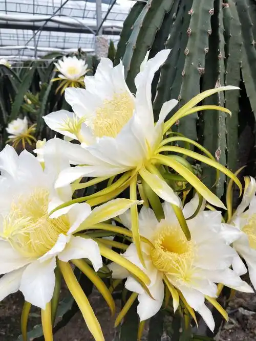 果中之王的花——火龙果花不仅美丽,而且味美