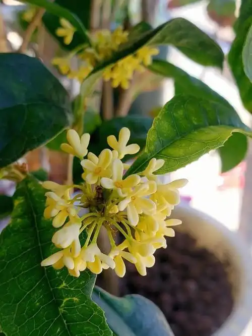 桂花种类区别丹桂银桂金桂四季桂