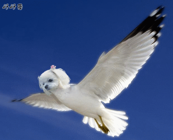 620_500gif 动态图 动图