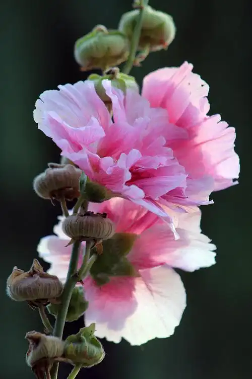 芙蓉花|摄影|风光摄影|marialiu0703 - 原创作品 - 站酷 (zcool)