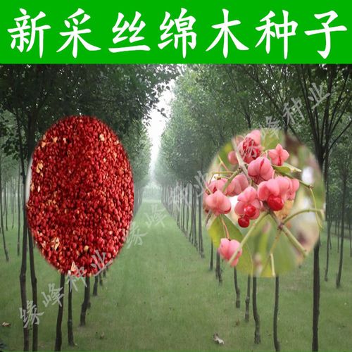 新采丝绵木种子 丝棉木树苗种子 丝棉木嫁接卫矛 实拍包发芽包邮