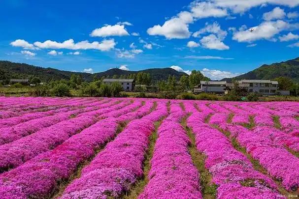 云南大理花海景点介绍