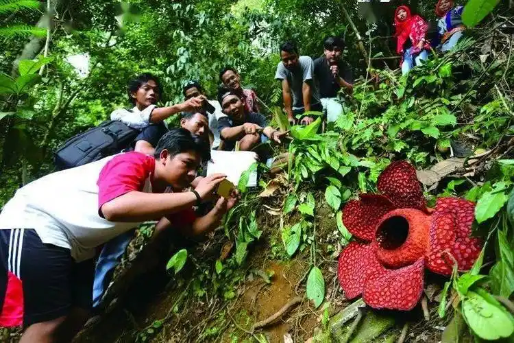这散发着腐尸味道的"霸王花",真的能吃人?_大王