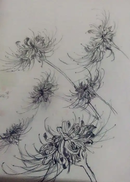 铅笔画彼岸花