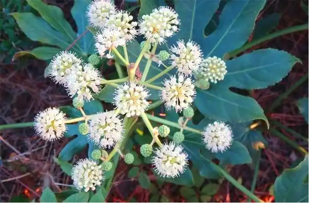 八角金盘:冬季开花,灵动素雅