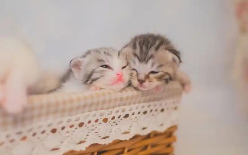 可爱的小奶猫图片