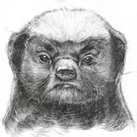 平头哥蜜獾图片头像_微信头像图片大全