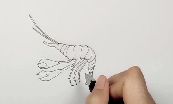 虾简笔画怎么画虾的简笔画步骤图解教程
