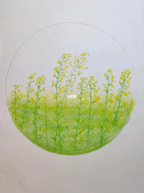 用油画棒画春天的油菜花
