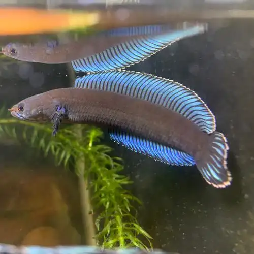 阿萨姆奶茶雷龙鱼苗子蓝帆奶茶七彩酒红火背中小型活体淡水观赏鱼 一
