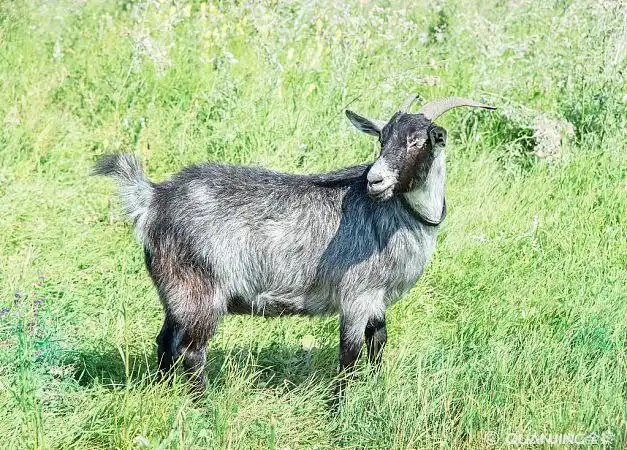 山羊图片_图片大全
