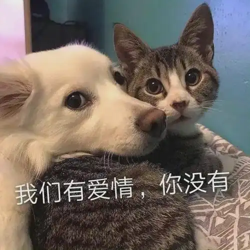 我们有爱情你没有没有我们爱情表情