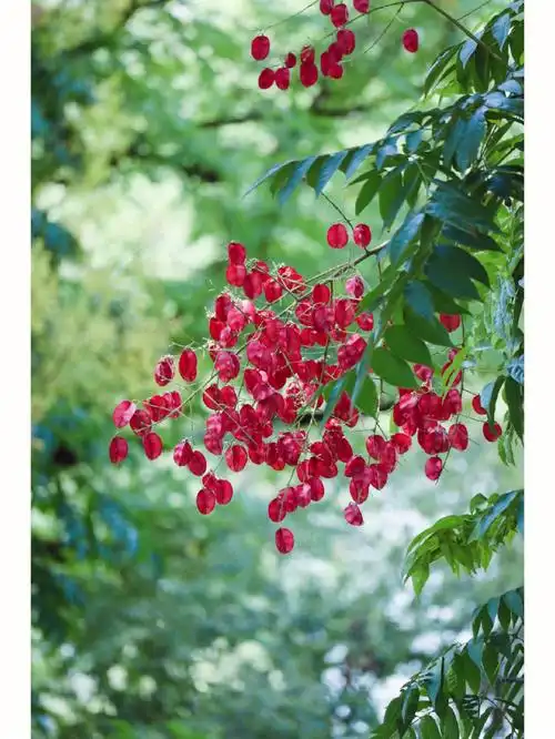 秋天的第一抹色彩是栾树