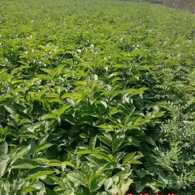 软枣苗价格 软枣苗批发价格_果树苗_--西北苗木网