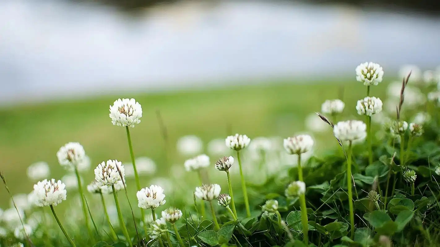 护眼植物高清图片桌面壁纸~~为你的桌面换上一张干净清新简约的壁纸吧