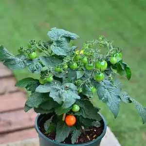 小番茄苗盆栽带果可食用幼儿园观察f植物易活圣女果苗西红柿盆栽