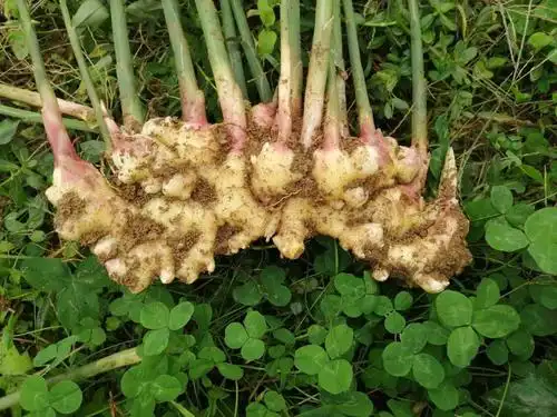 二黄姜生姜上市产地大量供应