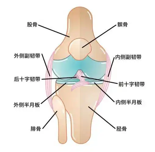 打篮球为什么会对膝关节半月板造成损伤