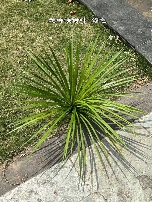 新款仿真绿毛球外贸 绿石竹 绿色婚庆软装家居酒店拍摄假花批发