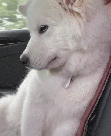 头放入两手之间,像是宠物金毛犬,宠物哈士奇犬我们经常会看到这么睡觉