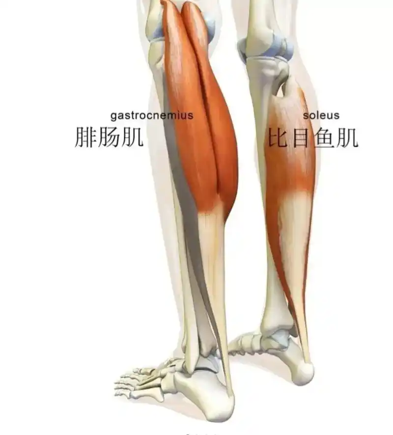 腓肠肌 比目鱼肌 瑜伽解剖﹣拉伸小腿后侧肌肉的细节 练习瑜伽 - 抖音