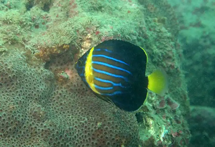 chaetodontoplus septentrionalis 蓝带荷包鱼