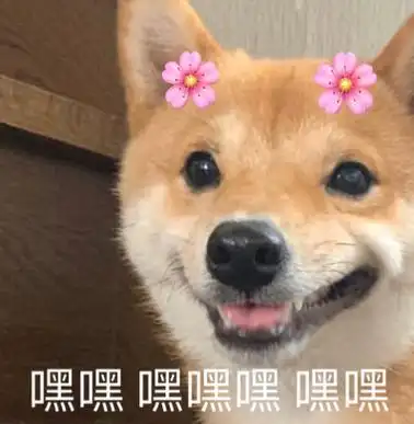 萌宠汪星人嘿嘿嘿傻笑呆萌可爱gif动图_动态图_表情包下载_soogif