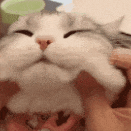 聊天表情包动态猫狗表情包10