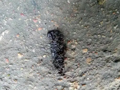 动物专家进,这是田鼠粪便?还是蛙类?每天都在我门口拉下一大堆